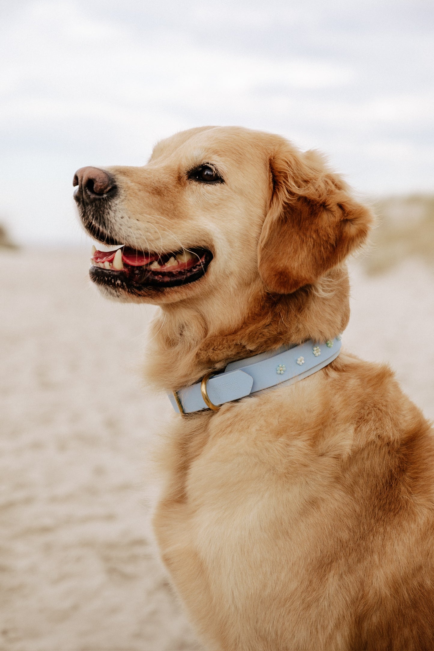 Biothane Halsband "Winter Bloom"