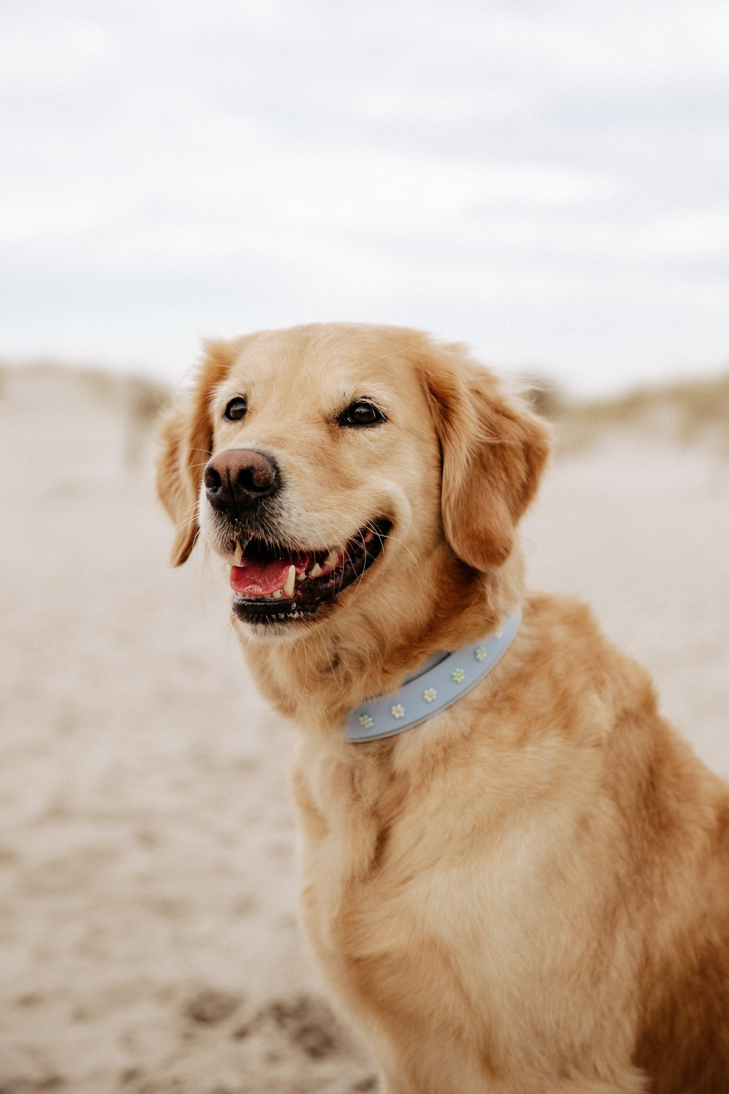 Biothane Halsband "Winter Bloom"