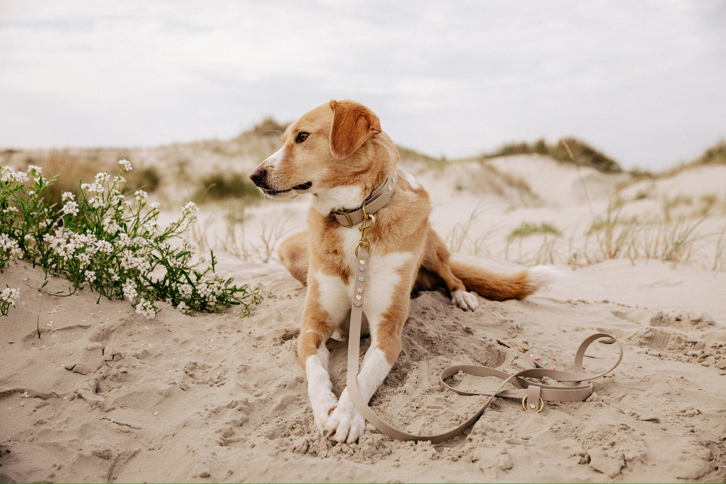 Biothane Halsband "Summer Bloom"