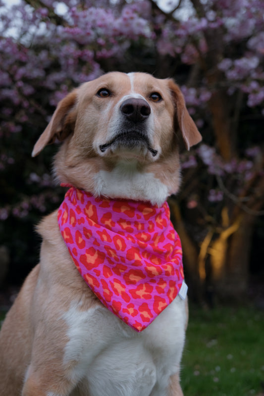 Dreieckstuch "Pink Leo"